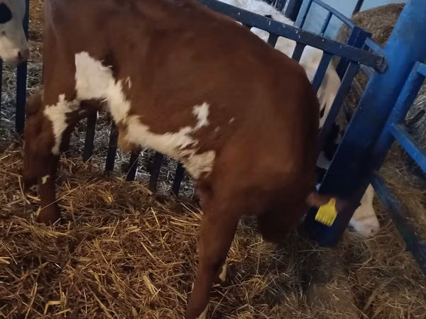 Banteng, Simmental cattle