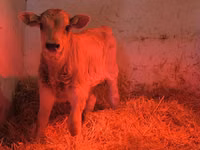 Banteng, Swiss cattle — foto 4