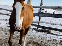 Mare, Thoroughbred horse — photo 5