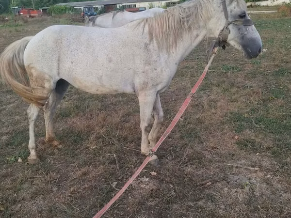 Mare, Horses — Moldova
