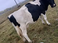 گاو ماده, Russian Black pied cattle — عکس 1