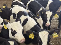 Гововмол (партия, ҷинс муайян нашудааст), Simmental cattle — акс 5