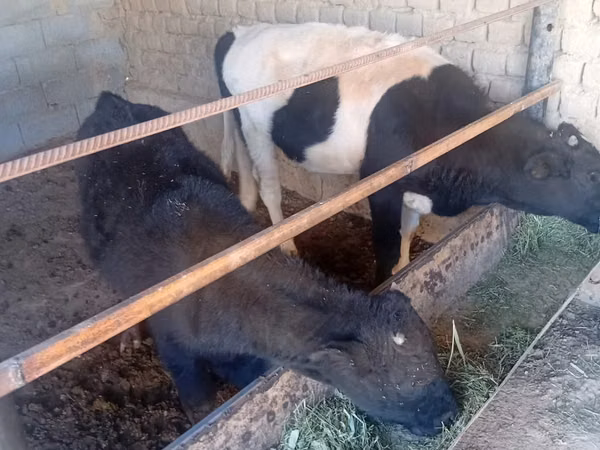 Bull, Cattle