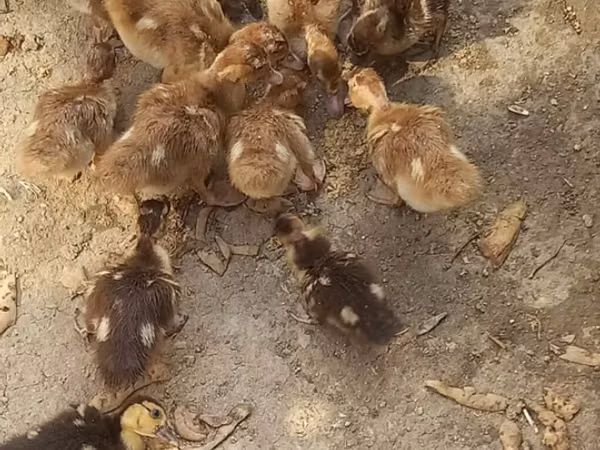 Ducks — Азербайджан