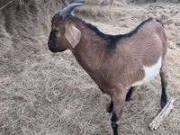 Buk, Alpine goat — foto 1