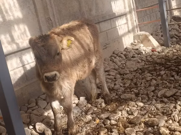 Cow, Swiss cattle