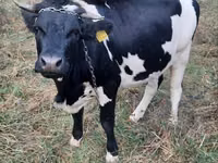 Cow, Russian Black pied cattle — photo 1