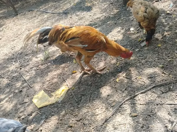 मलय गेम