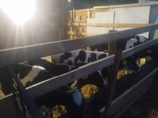 Bull, Russian Black pied cattle — Hungary