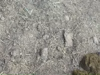 Ձի, Ձիեր — լուսանկար 3