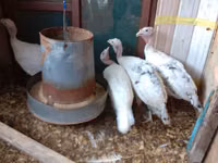 Turkeys — foto 2