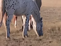 ፈረስ, Priob horse — ፎቶ 1