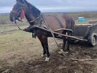 Kuda betina, Horses — foto 3