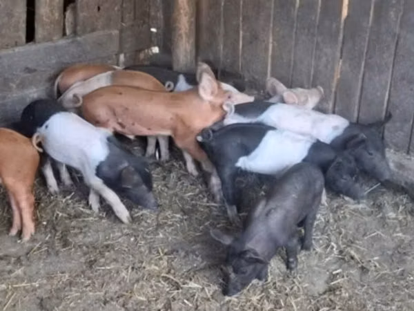 Boar,  — Hungary
