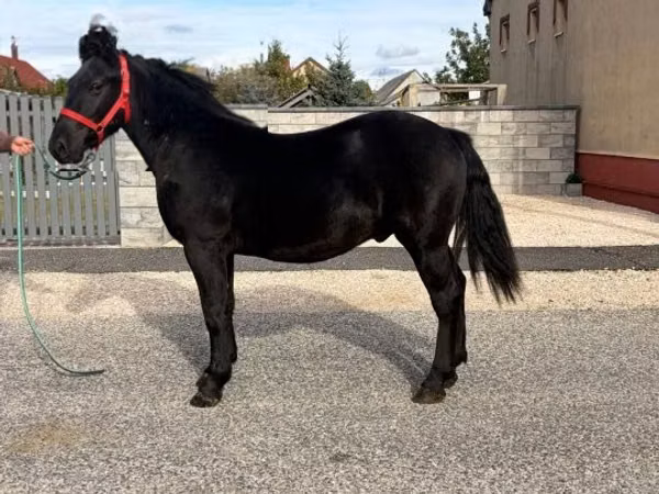 Hingst, Heste