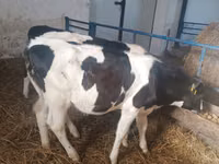 Cow, Russian Black pied cattle — photo 5