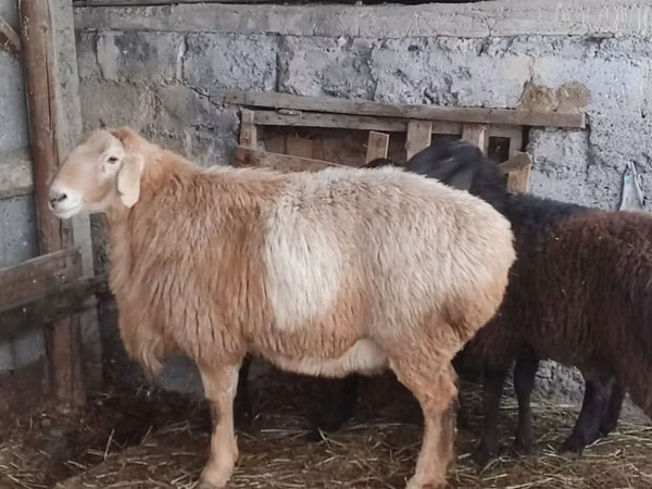 Ram, Arashan sheep — Kazakhstan