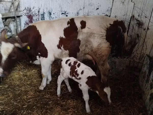 Cow, Simmental cattle — Poland