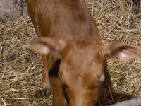 Bulle, Simmental cattle — Foto 8