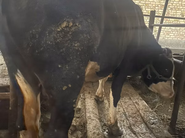 Bull, Holstein breed — Kyrgyzstan