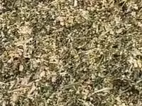 **🌽 YENİ MÖVSÜM – YENİ MƏHSUL! 🌽** Keyfiyyətli qarğıdalı silosu — foto 4