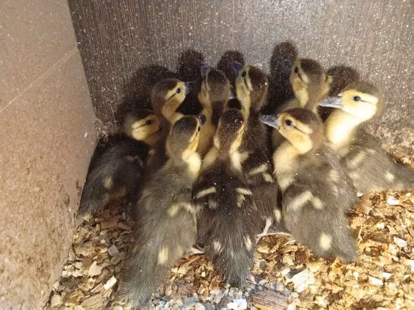 Ducks — جمهوری آذربایجان