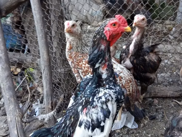 Chickens — Kyrgyzstan