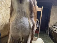 Goat, Kamori goats — photo 4