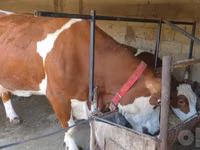 Cow, Simmental cattle — photo 2