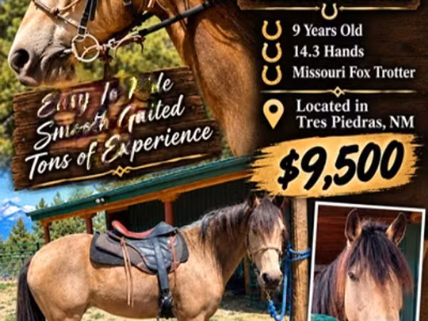 公马, Missouri foxtrotter