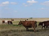 Vaca, Ganado vacuno — foto 3