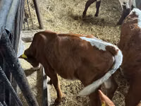 Bydło (partia, płeć nieokreślona), Simmental cattle — zdjęcie 5