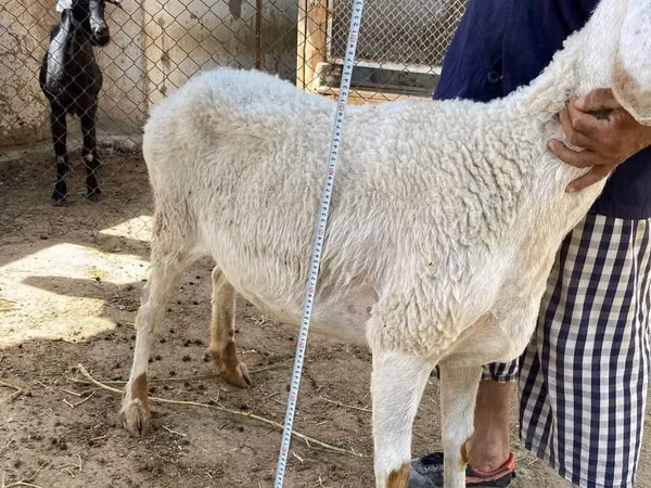 Ovce, Arashan sheep — Uzbekistán