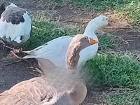 Geese — photo 1