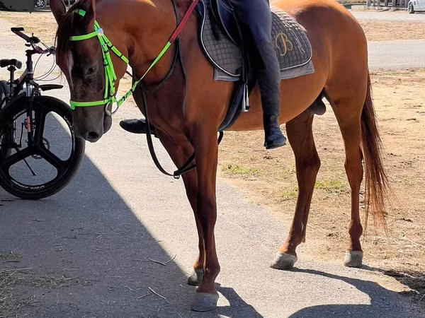 Horse (M), Karabakh horse — Azerbaijan
