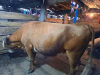Cow, Swiss cattle — photo 2