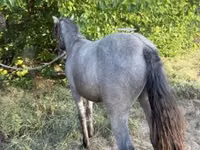 ፈረስ, Horses — ፎቶ 2