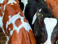 گاو و گوساله (گروه، جنسیت مشخص نشده), Russian Black pied cattle — عکس 5