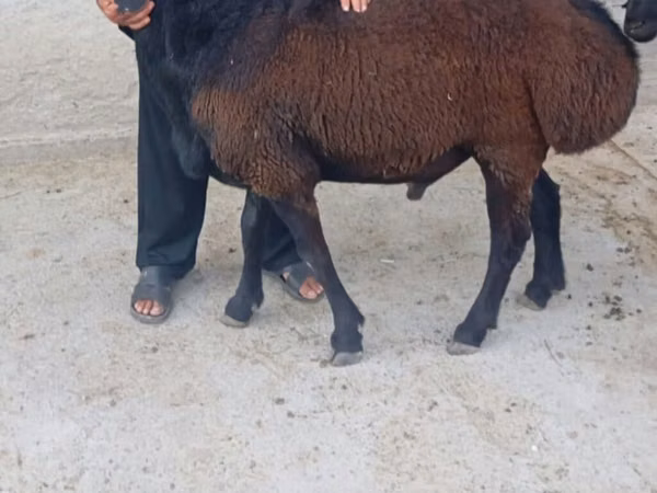 Ram, Sheep — Kyrgyzstan