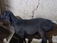 Bagge, Hissar sheep — foto 4