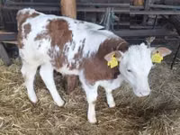 Bulle, Simmental cattle — Foto 1
