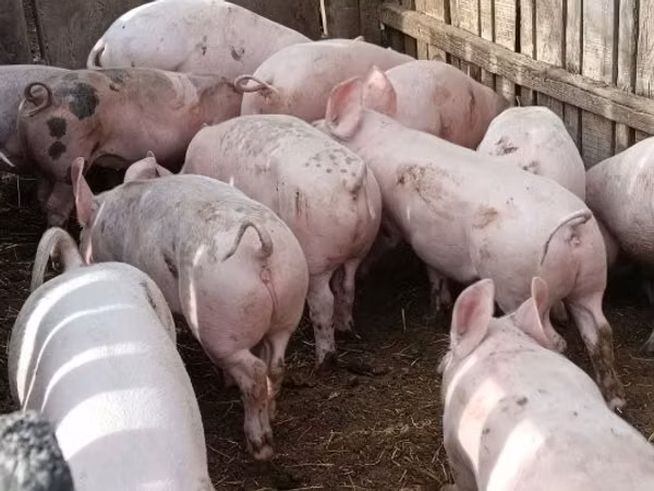 Sow, Pigs