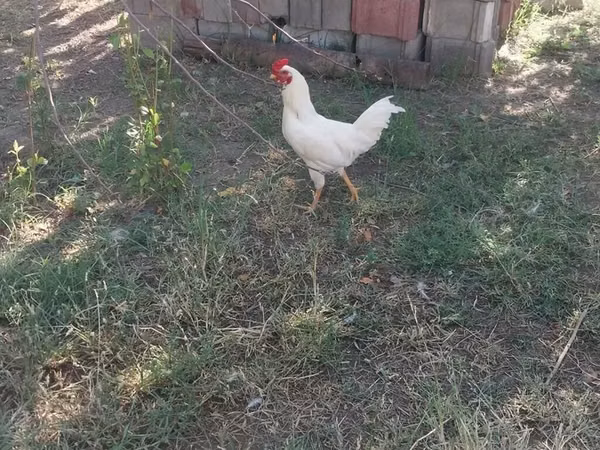 Chickens — Kyrgyzstan