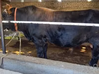 Bull, Cattle — photo 2