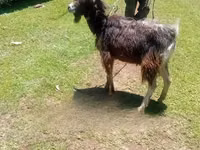 Արու այծ, Alpine goat — լուսանկար 1