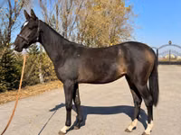 Mare, Akhal-Teke — photo 1