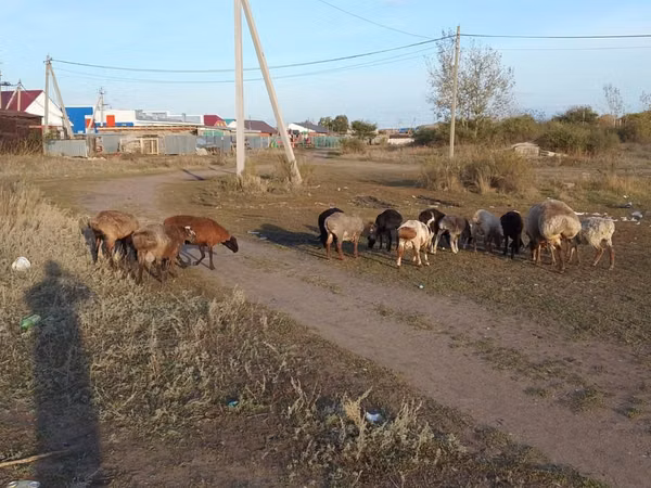 Sheep, Sheep — Kazakhstan