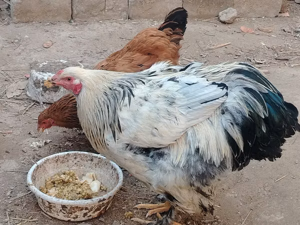 Brahma — Uzbekistan