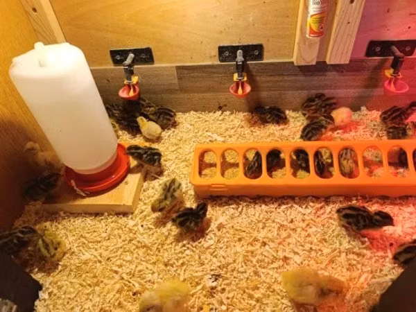 Quails — Węgry