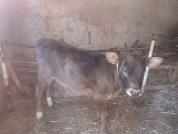 公牛, Cattle — 吉尔吉斯斯坦